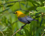 Prothonotary Warbler (DSB071)