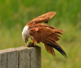 brahminey-kite-with-fish.jpg