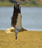 egyptian-vulture-2.jpg