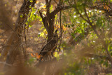 Crested Hawk Eagle