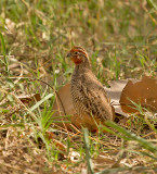 Jungle Bush Quail