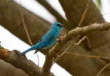 Verdicter Flycatcher