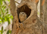 Indian Scoop Owl