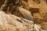 Indian Long Billed Vulture