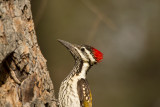 Lesser Goldenback Woodpecker