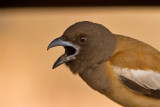 Rufous Treepie