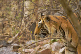 tiger-2.jpg