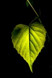Backlit Leaf