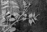 Ivy on Rusted Pipe - Black and White