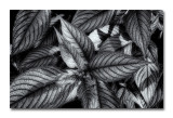 Foliage in Black and White