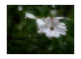 Dogwood Blossom