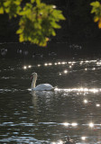 Stony Brook, NY