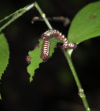 Caterpillar.jpg