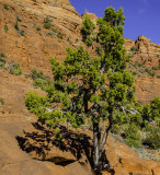 Spruce Tree