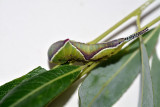 Puss moth caterpillar