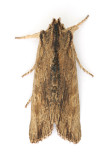 2235 Tawny Pinion