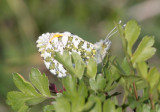 Orange-tip