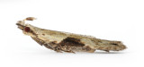 0858 Hypatima rhomboidella