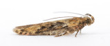 0819 Scrobipalpa costella
