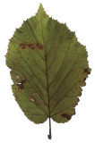 0111 Stigmella microtheriella