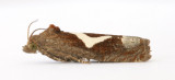 1183 Epiblema foenella