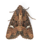 2343 Common Rustic agg.