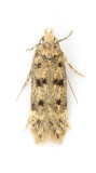 0789 Bryotropha domestica