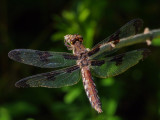 Common Whitetail, female