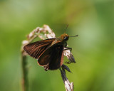 Dunn Skipper, male