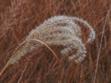 Chinese Silvergrass/Eulalia (Miscanthus sinensis)