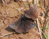 Juvenals Duskywings (grey scales), males