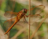 Golden-winged Skimmer