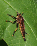 Red Footed Cannibal Fly