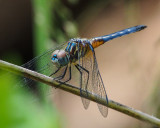 Blue Dasher, female