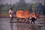 India 2011 1636.jpg