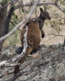 Herberts Rock-wallaby