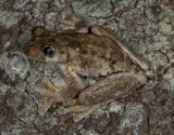 Litoria peronii