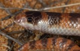 Brachyurophis semifasciatus