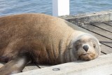 Australian Fur Seal