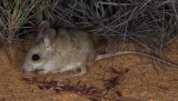 Spinifex Hopping-mouse