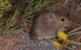 Desert Mouse