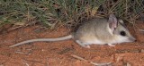 Sandhill Dunnart