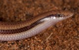 Lerista simillima
