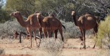 Camels