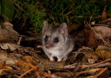 Grey-bellied Dunnart