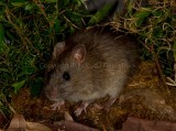 Bush Rat