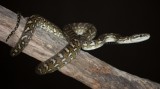 Morelia spilota mcdowelli