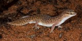 Diplodactylus laevis