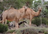 Mammals of Australia (Dingo and ferals)