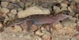 Diplodactylus bilybara